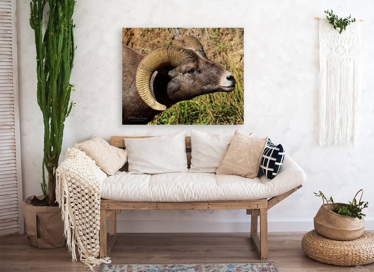Big Horn Greeting Reproduction