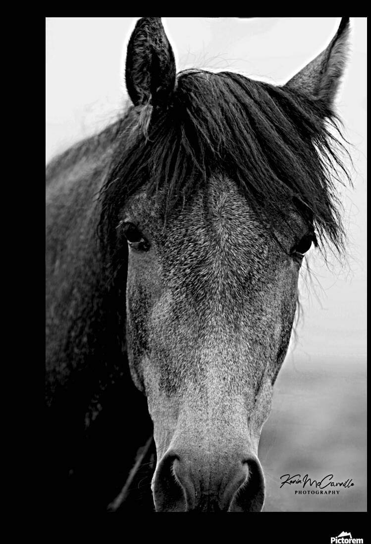 Hello Horse Reproduction