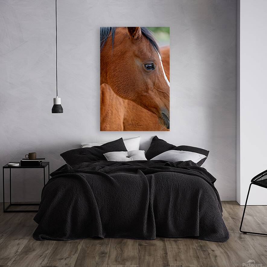 Horse Reproduction