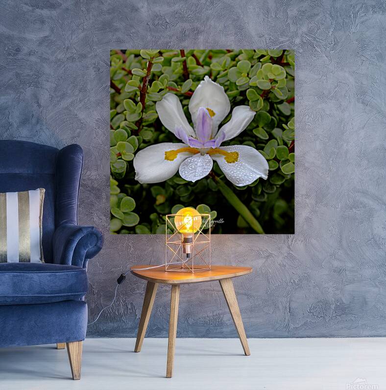 White African Iris Reproduction