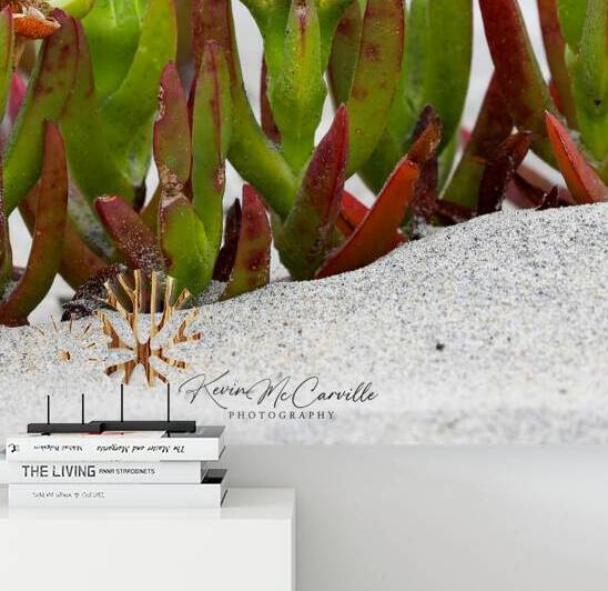  Carpobrotus edulis by Kevin McCarville