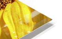 Sunflower Closeup HD Metal print