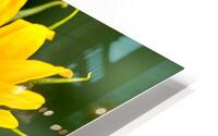 Sunflower and Ladybug HD Metal print