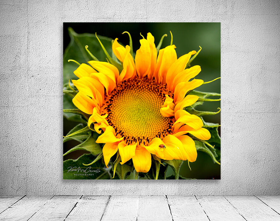 Sunflower and Ladybug Wall Preview
