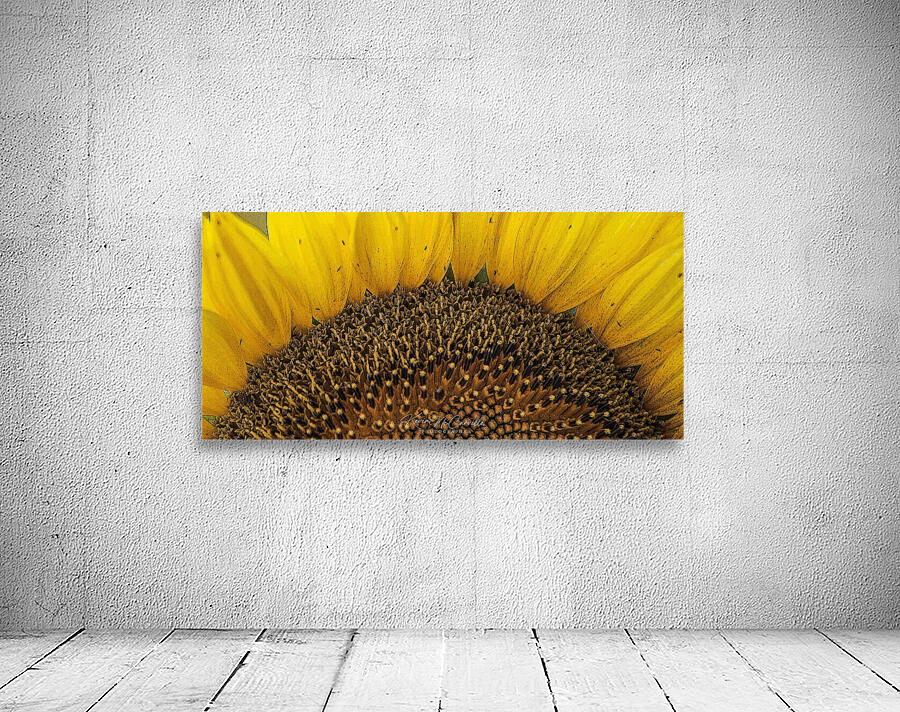 Sunflower Close Up Wall Preview