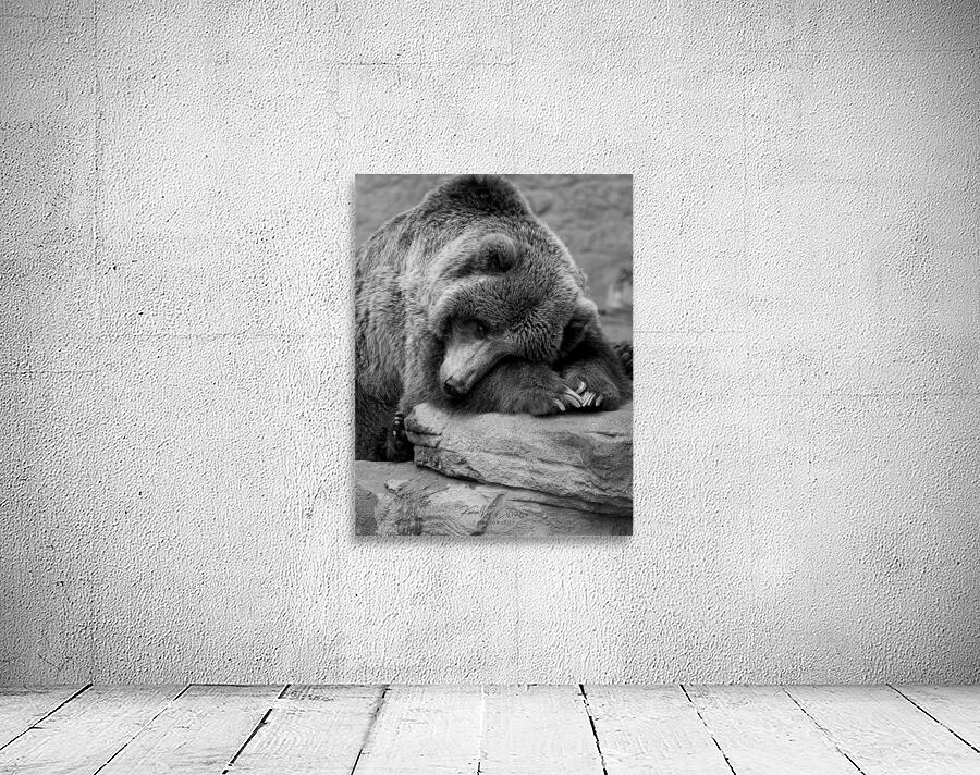 Tired Bear Wall Preview