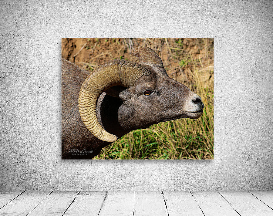 Big Horn Greeting Wall Preview
