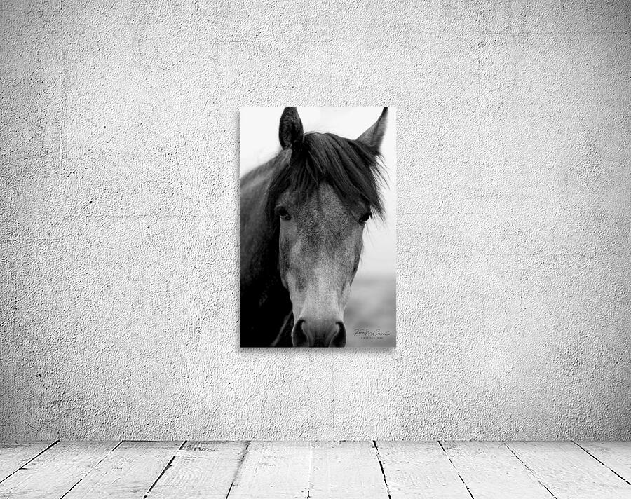 Hello Horse Wall Preview