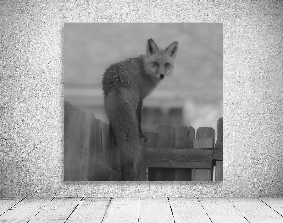 Fox on the Run Wall Preview