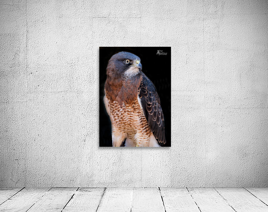 Falcon Wall Preview
