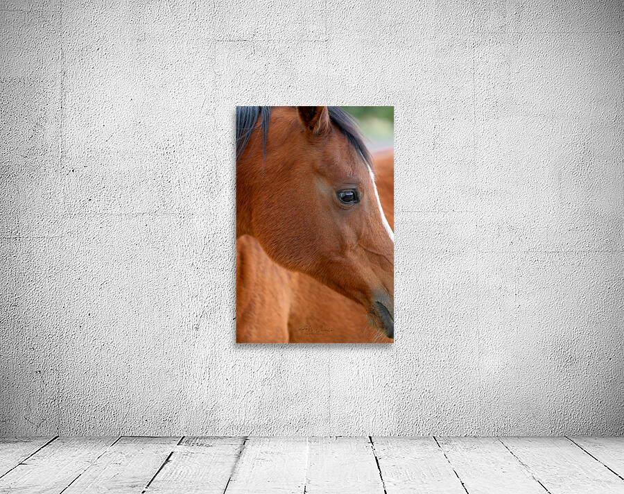Horse Wall Preview