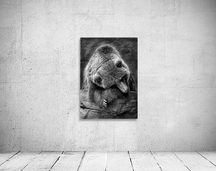 Bashful Bear Wall Preview