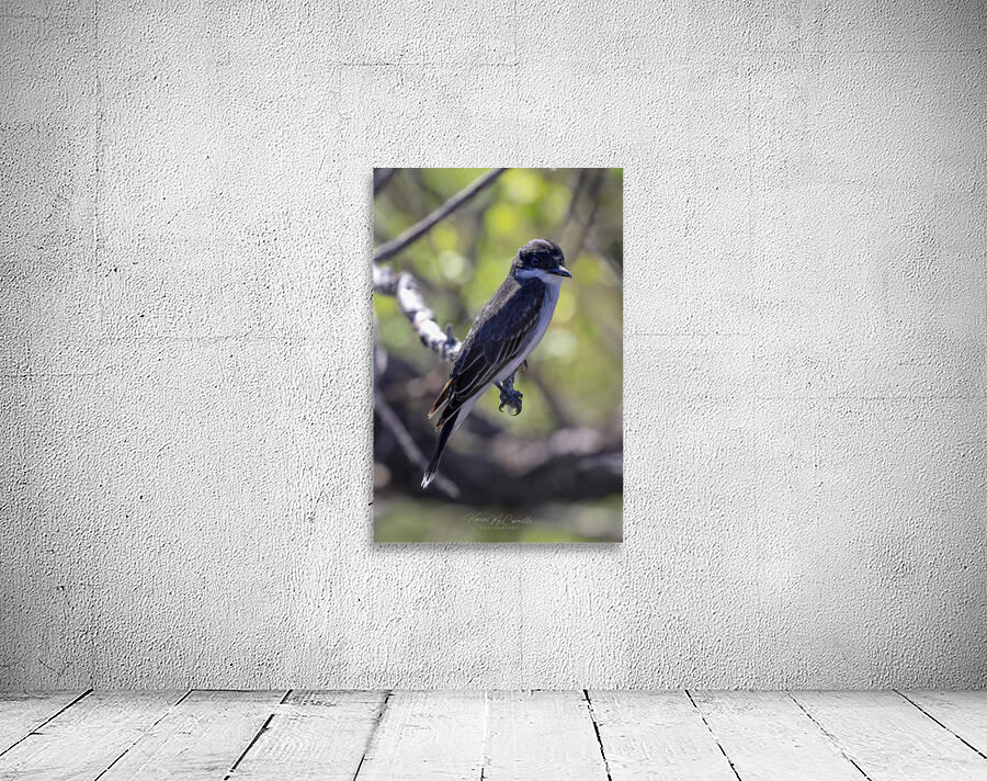 Pretty Bird Wall Preview
