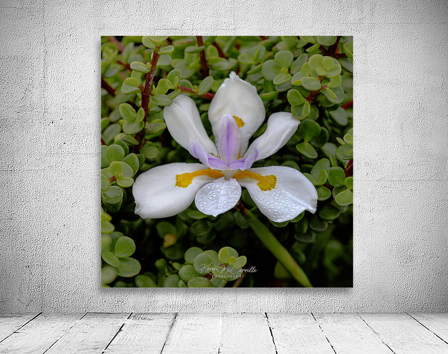 White African Iris Wall Preview