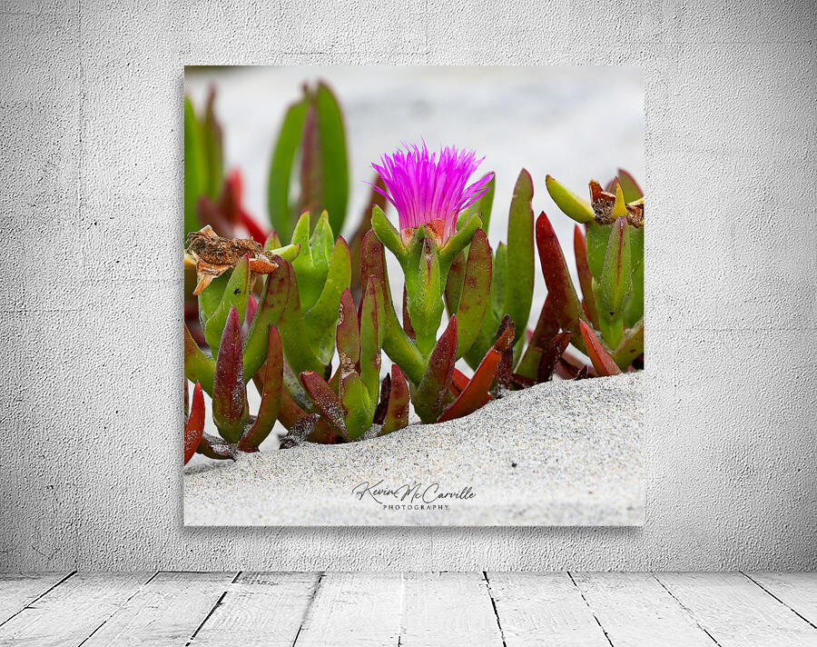  Carpobrotus edulis Wall Preview