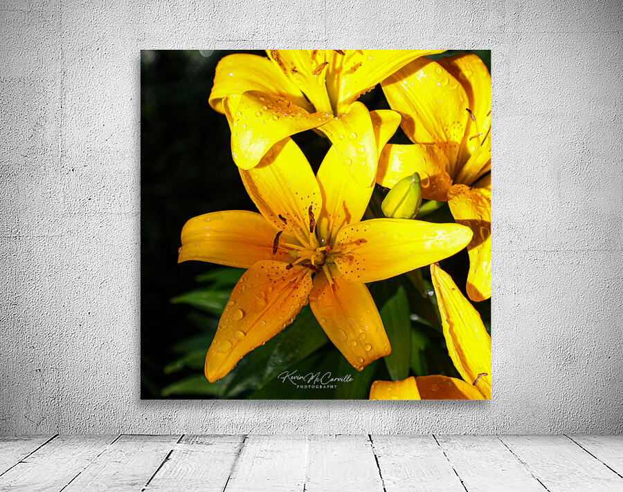 Lily Wall Preview