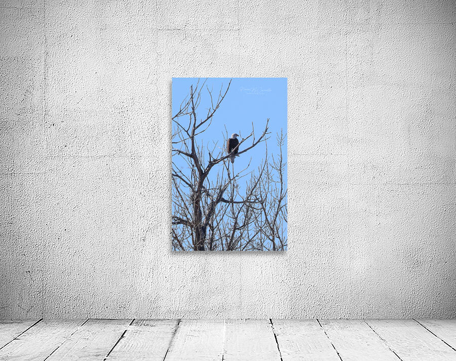 Bald Eagle Watch Wall Preview