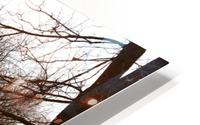 Spring Trail HD Metal print