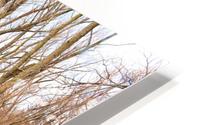 Bridge Forest HD Metal print