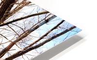 Green Lake HD Metal print