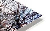 Srping Trail HD Metal print
