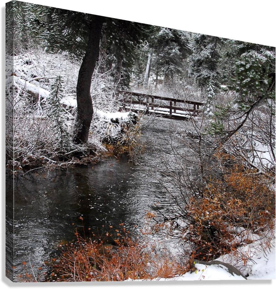 Winter Woods