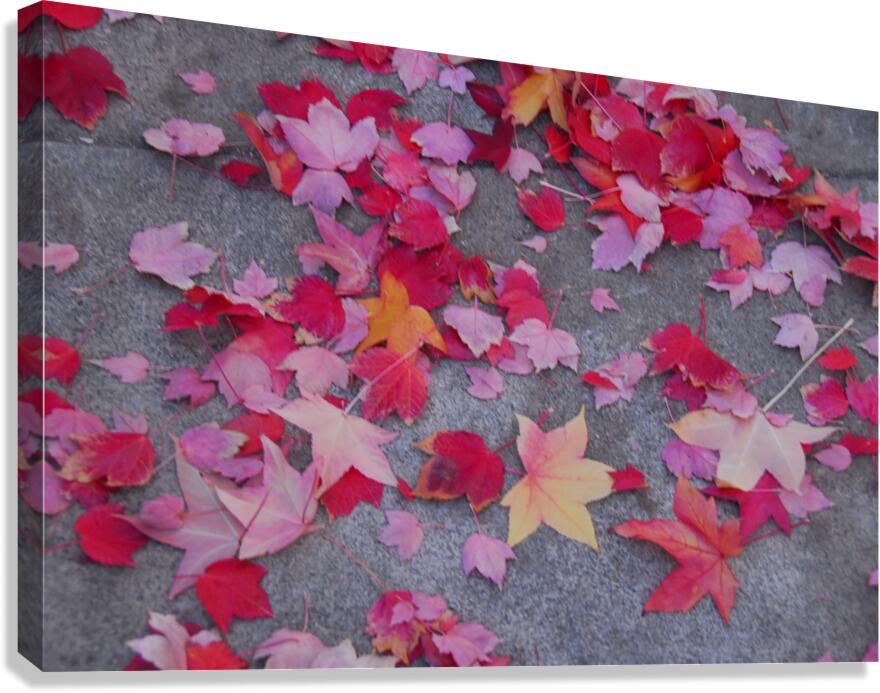 Fall Leaves