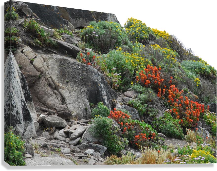 Monterey Coast 