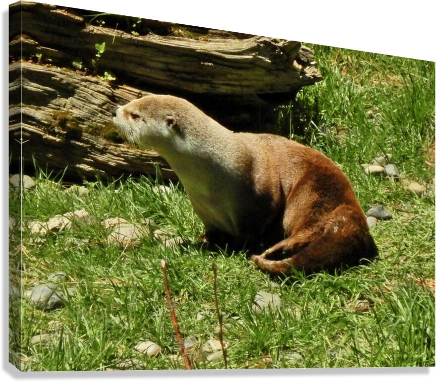 Otter Do