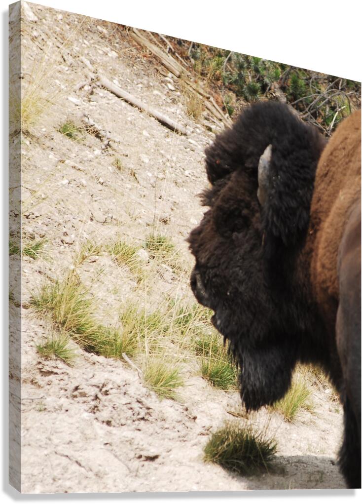 Contemplating Bison