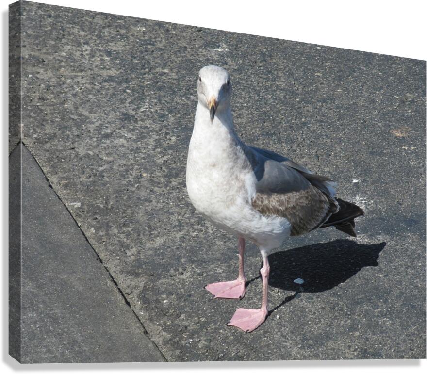 I Will Walk