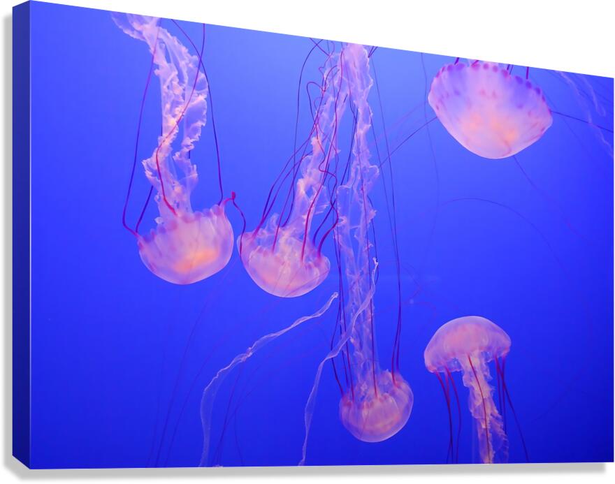 Floaters
