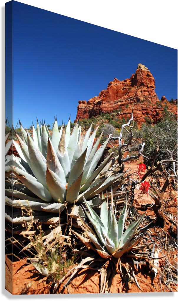 Prickly Sedona