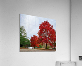 Fall in Virginia Acrylic Print