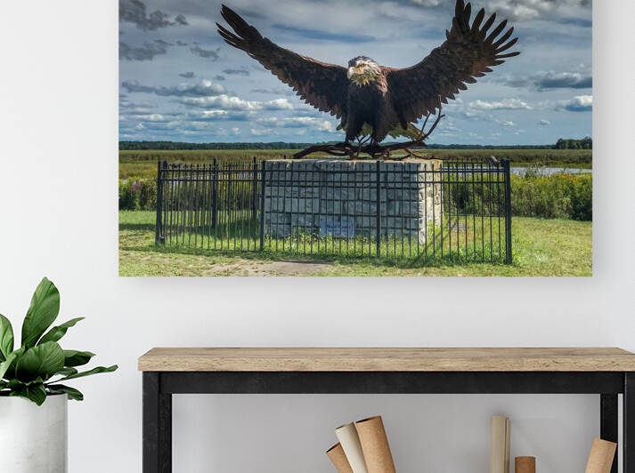 Bald Eagle at Montezuma by Craf TB