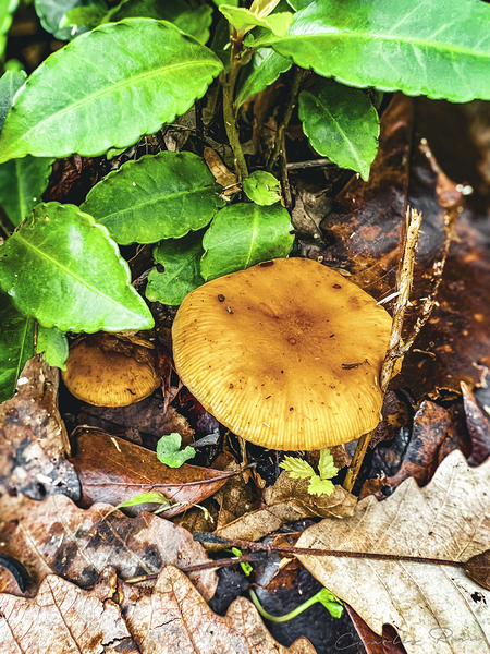 ©Charles Rain Photography Digital Download