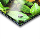 ©Charles Rain Photography Acrylic print