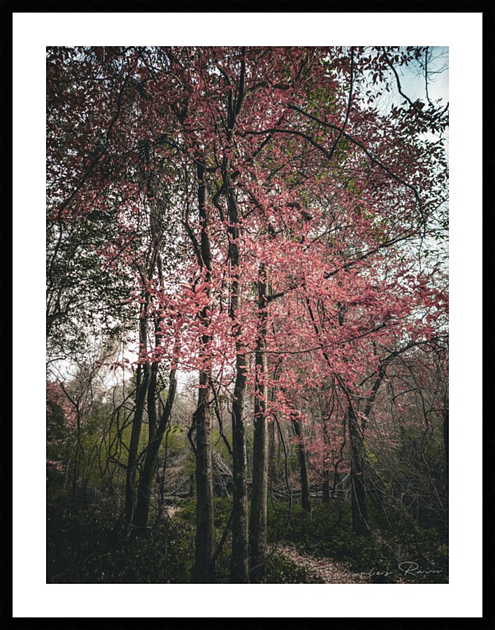 ©Charles Rain Photography Picture Frame print