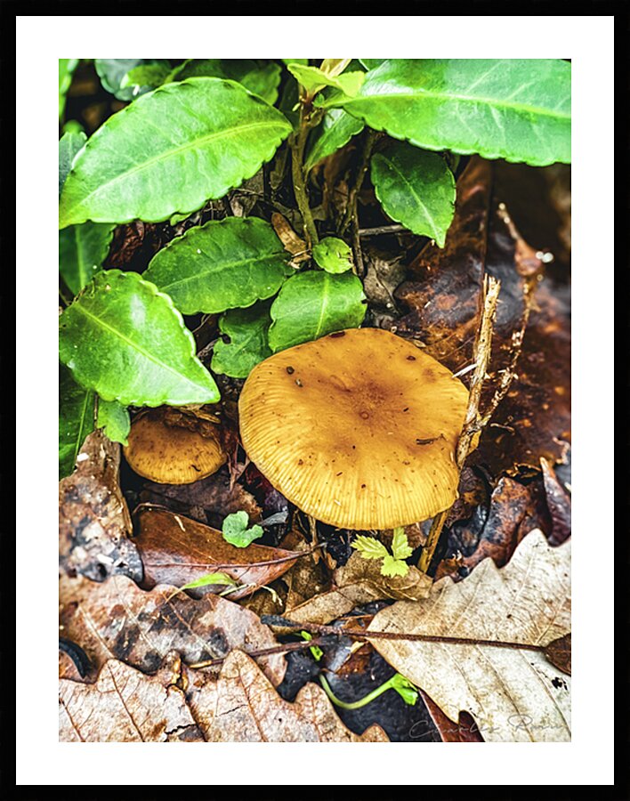 ©Charles Rain Photography Picture Frame print