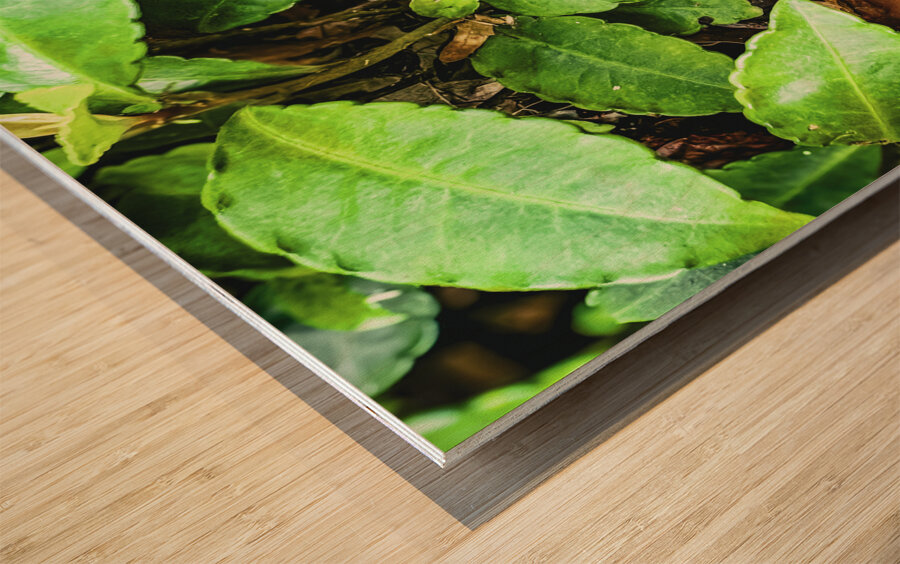 ©Charles Rain Photography Wood print