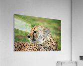 Cheetah - Namibia 2521 Acrylic Print