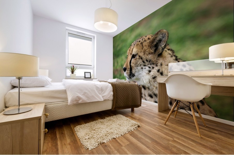 Cheetah - Namibia 2521 Mural print