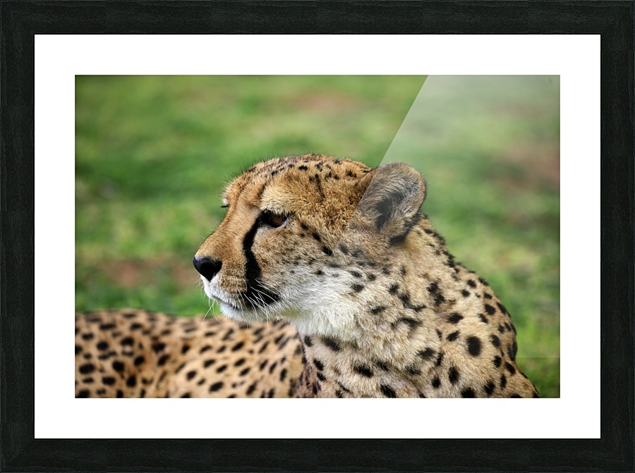 Cheetah - Namibia 2521 Picture Frame print