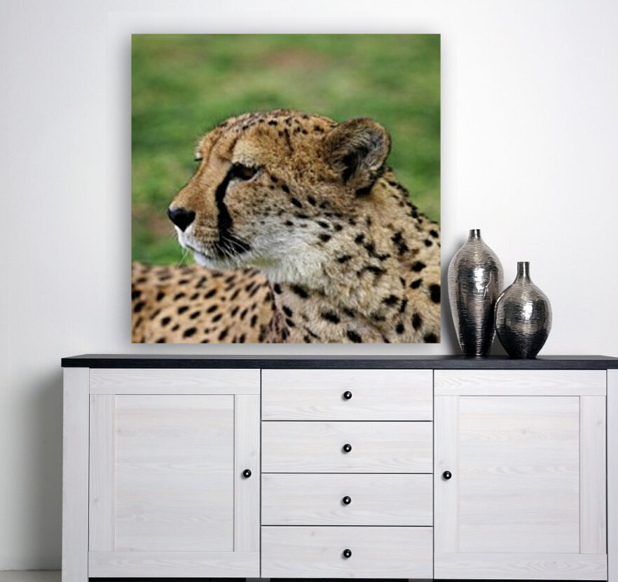Cheetah - Namibia 2521 Reproduction