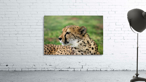 Cheetah - Namibia 2521 Wall Preview