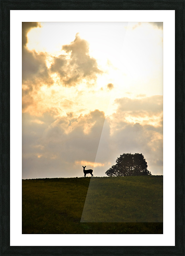 chevreuil eclaire Picture Frame print