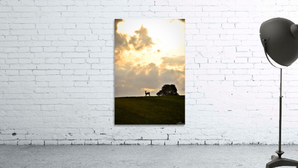 chevreuil eclaire Wall Preview
