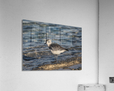 Plover Acrylic Print