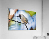 Humming Bird  Acrylic Print