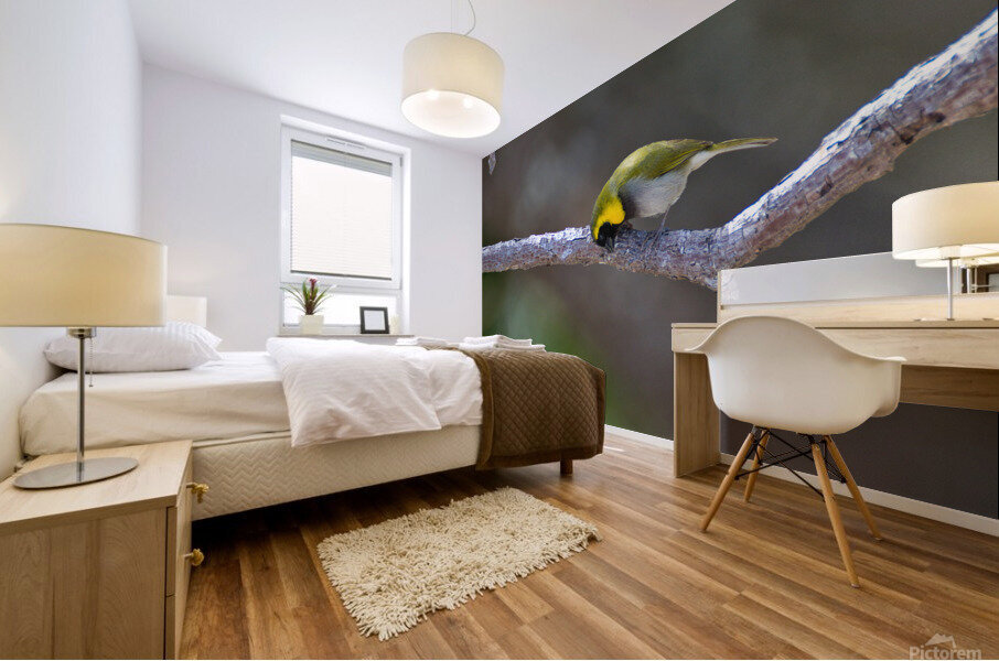 Cuban Grassquit Mural print